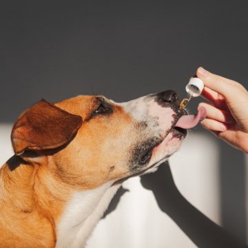 dog getting cbd oil
